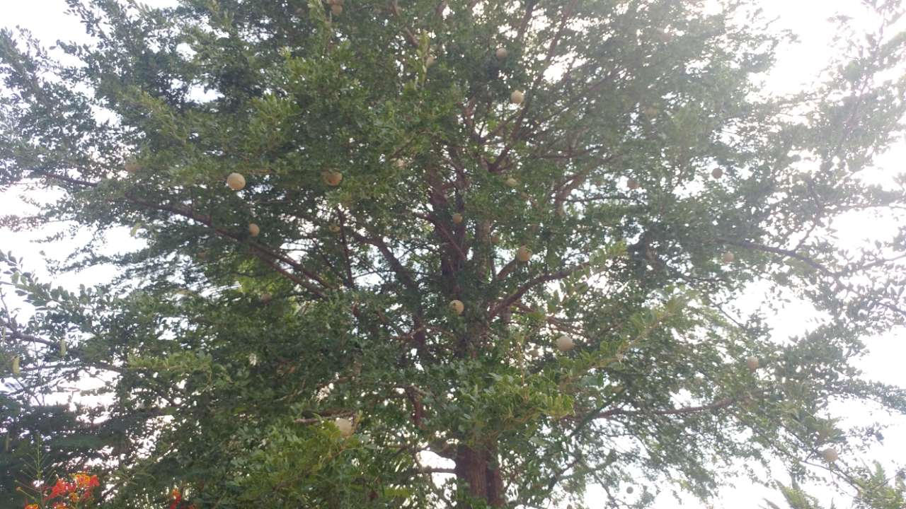 20190727_130900_1564212837435.jpg