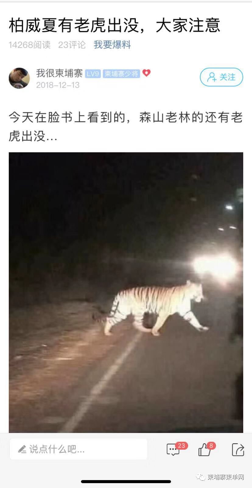 西港昨晚惊现老虎？假的！-8.jpg