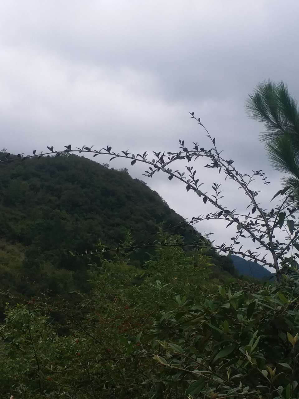 20191017_156241_1571326743781.jpg
