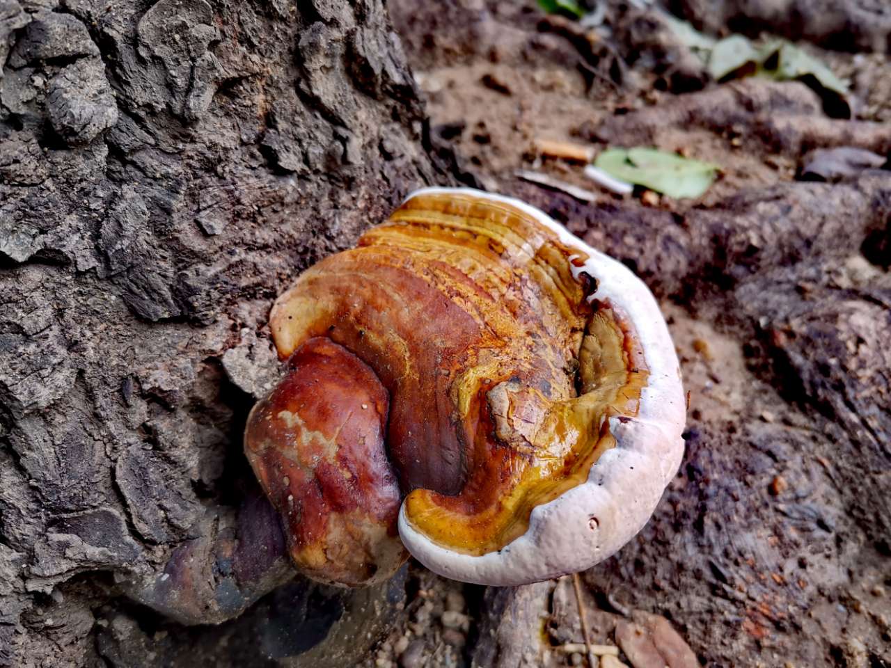 20191024_127250_1571923753956.jpg