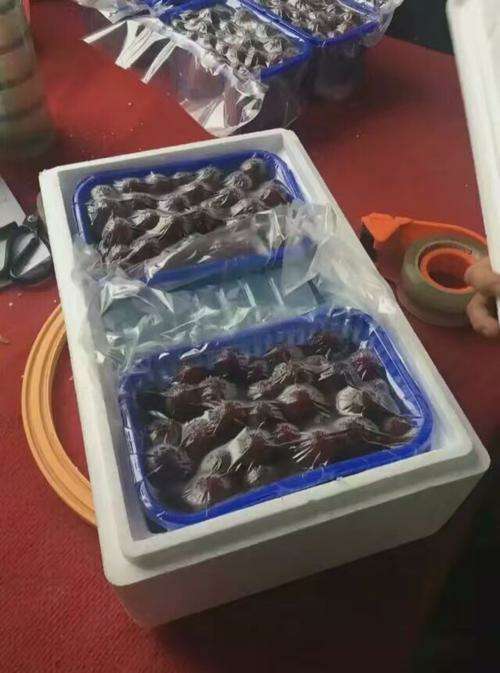 众筹募资50W合作打造柬埔寨到中国双向冷链集散物流第一品牌-2.jpg
