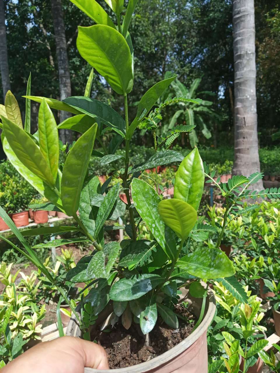 柬埔寨|柬单网|有大量三角梅龙船花黄金榕福建茶茉莉花枝子花苗木待售