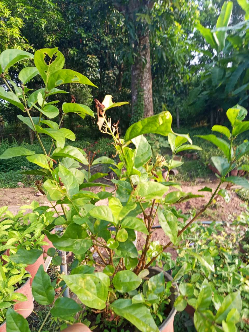 柬埔寨|柬单网|有大量三角梅龙船花黄金榕福建茶茉莉花枝子花苗木待售