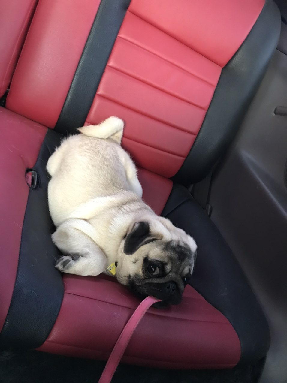 四个半月的纯血统巴哥犬，爱犬人士请联系！-1.jpg