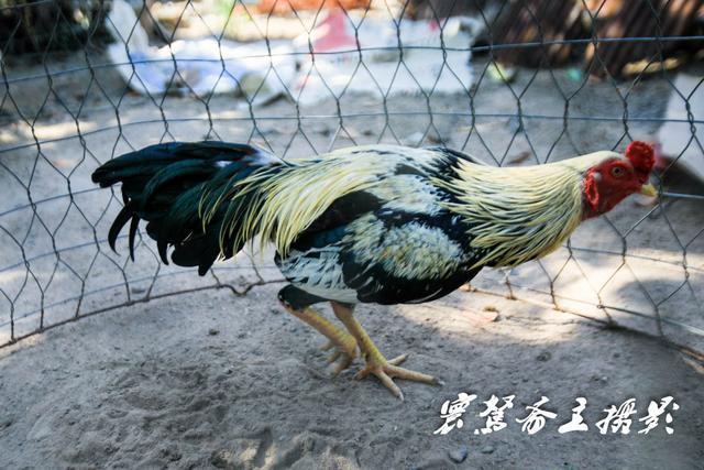微信图片_20191210110015.jpg