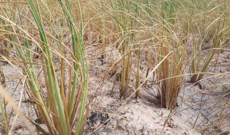 6-Drought-damages-rice-fields-in-Banteay-Meanchey.jpg
