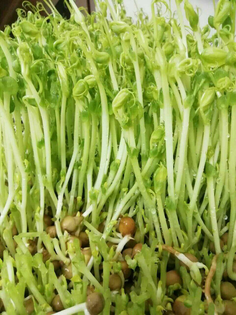 柬埔寨|柬单网|有机农场提供有机芽菜系列:花生芽,豌豆苗,油葵苗,红杆