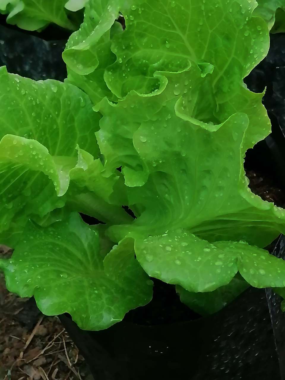 柬埔寨|柬单网|在国内听说柬埔寨蔬菜价格高,而且是美刀,百分之九十