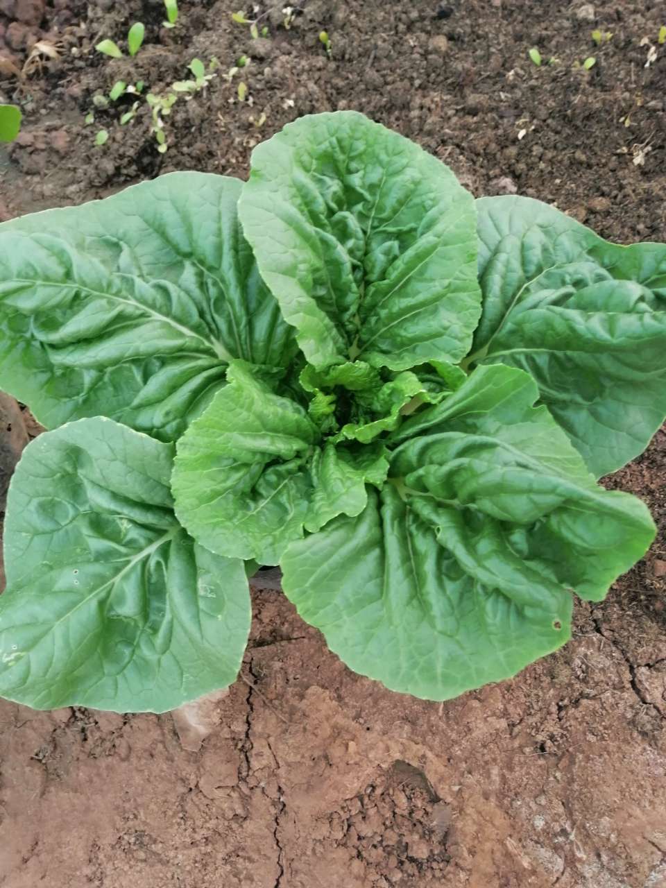 柬埔寨|柬单网|在国内听说柬埔寨蔬菜价格高,而且是美刀,百分之九十