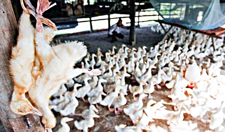 Bird-Flu-600x440-1.jpg