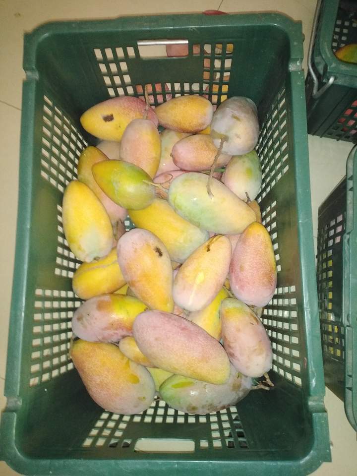 mango (11).jpg