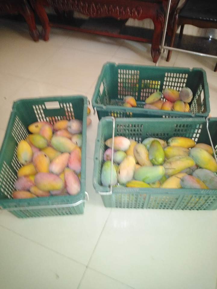 mango (12).jpg