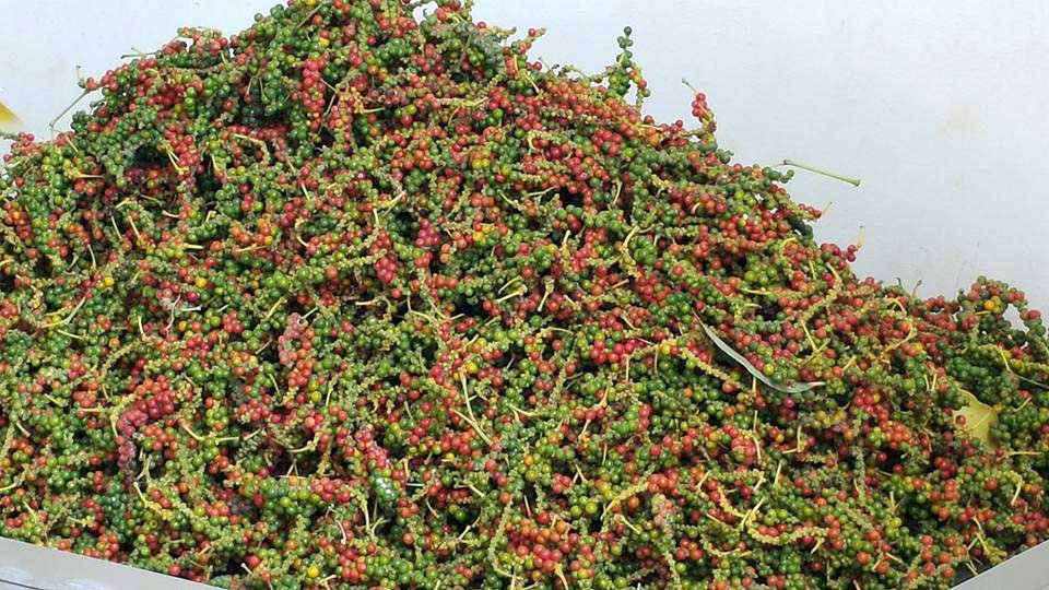 kampot-pepper-fb.2e16d0ba.fill-960x540-2.jpg