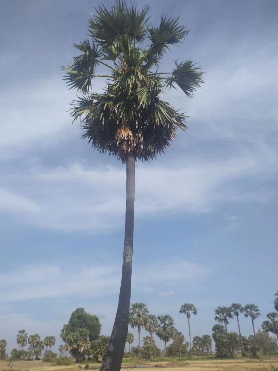 20200528_154384_1590676100581.jpg