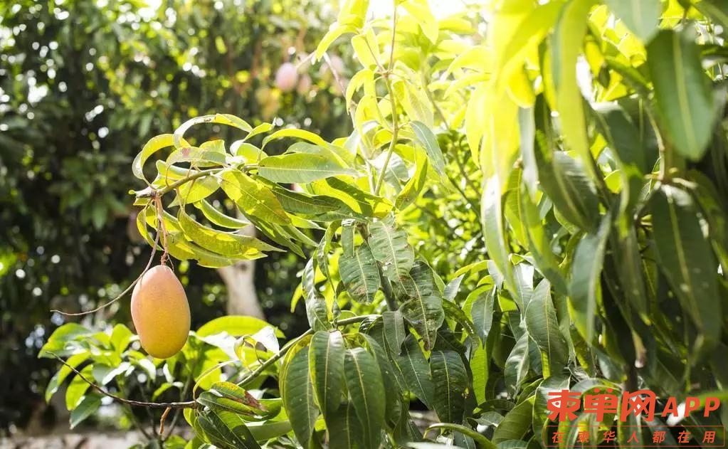 浅谈柬埔寨新鲜芒果首次出口中国的意义
