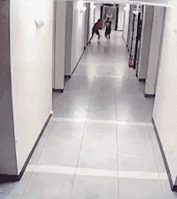 0.gif