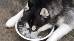 front1_0_Fjgr8f_edlmgTmzSJFmWdxQRpqO7.1621331814.gif