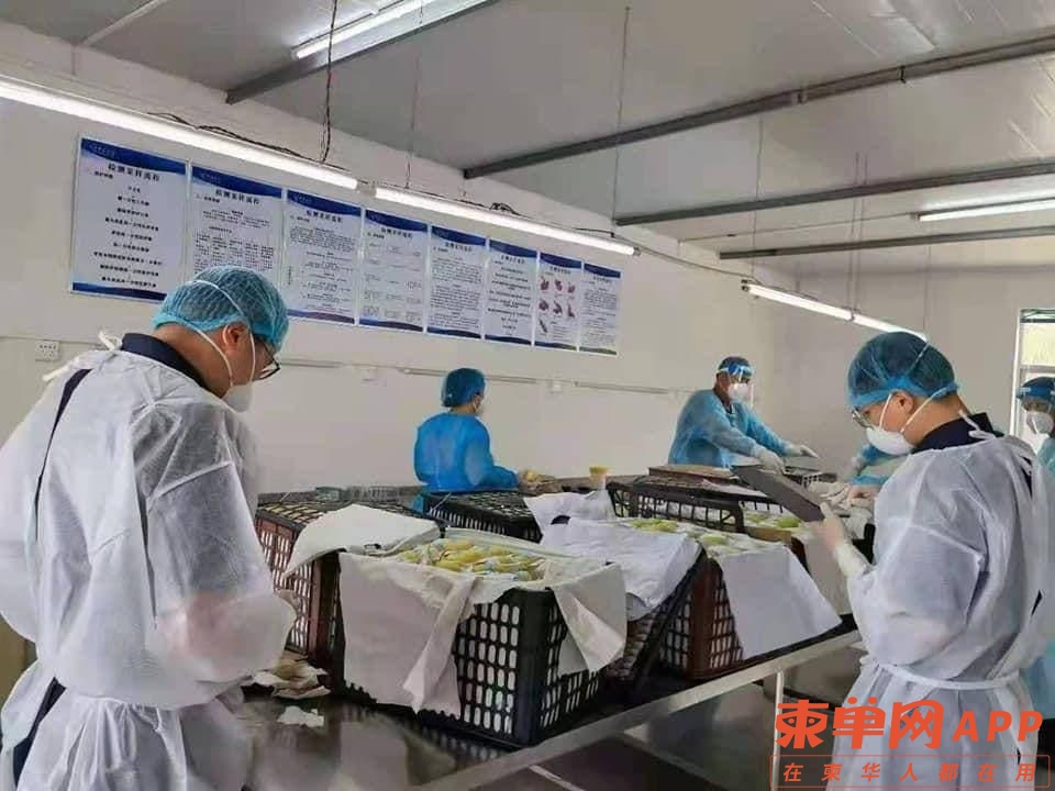 柬埔寨首批出口中国芒果顺利运抵广西-2.jpg