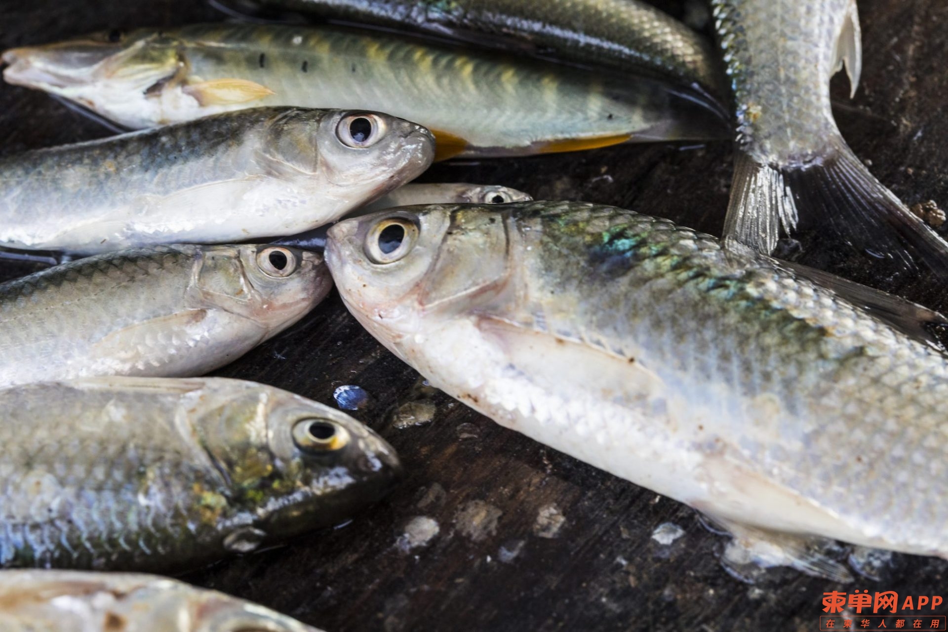 20190115_CAMBODIA-FISH-C-OF-E_02537-e1558552664780-1920x1280.jpg