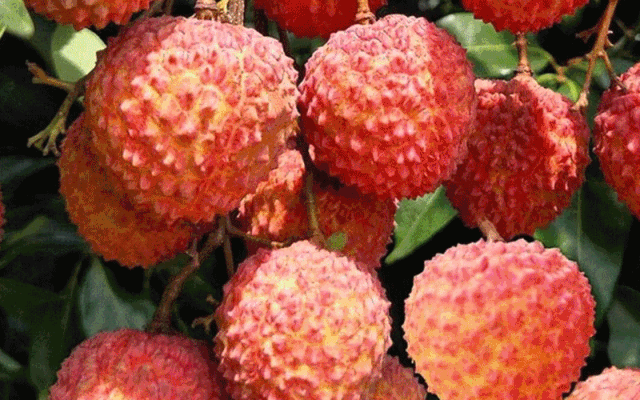 柬单优选    妃子笑荔枝  夏日第一口荔枝,当属妃子笑!