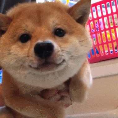 微信图片_20210919145044.gif