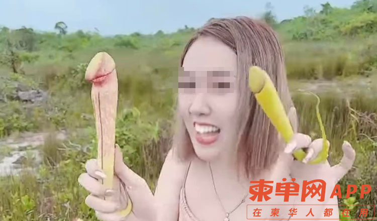 Dont-pick-rare-Nepenthes-Holdanii-plants.jpg