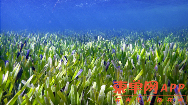 植物.png