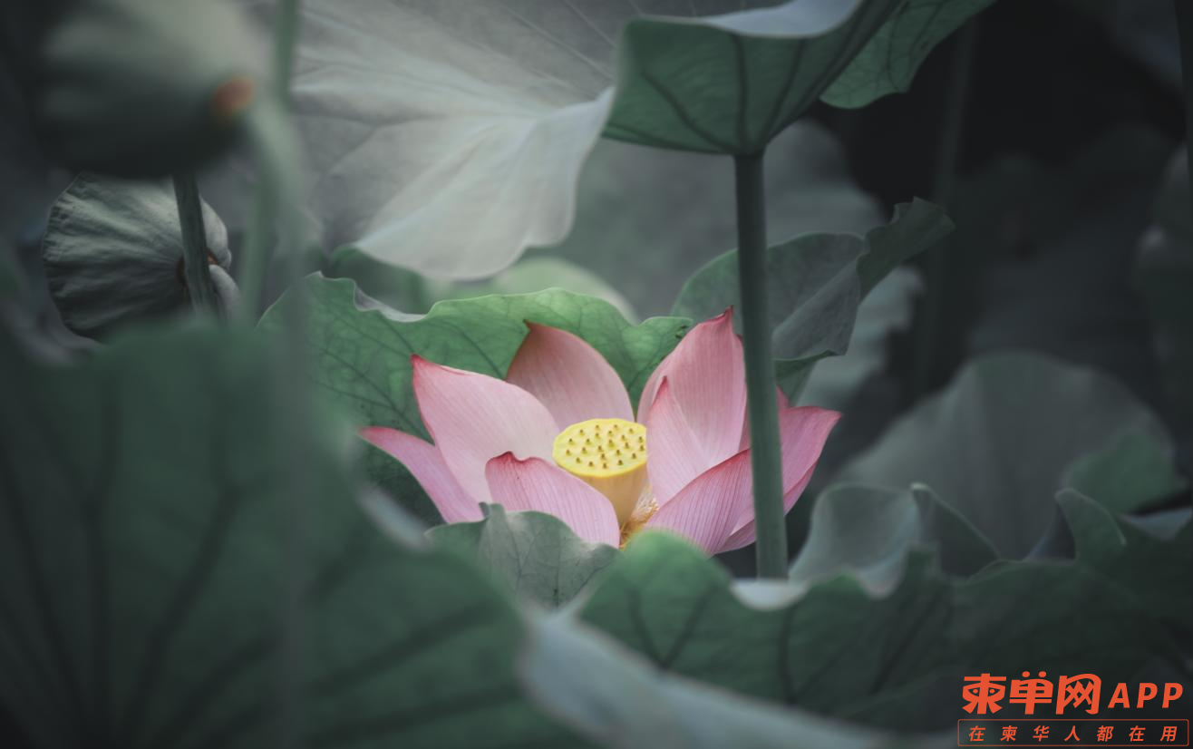 图片27.png