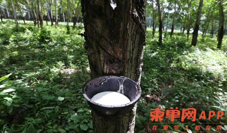 rubber-750x440.jpg