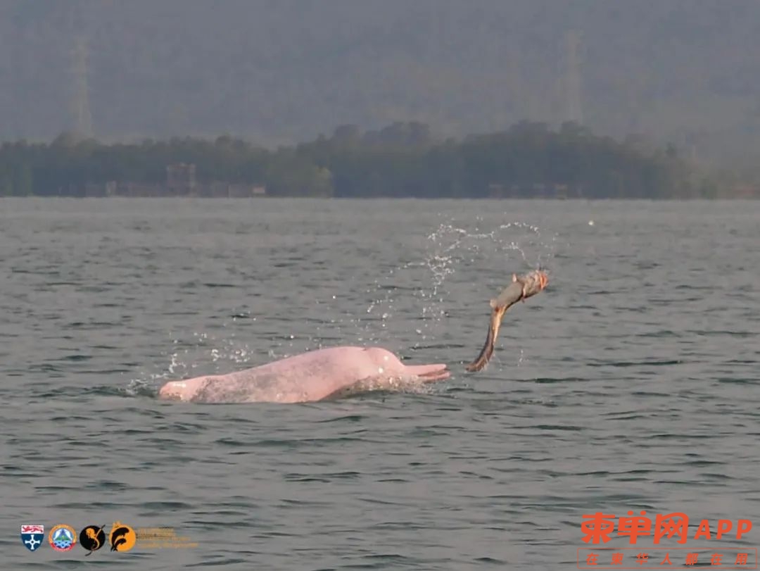 白马省海域发现罕见粉色海豚