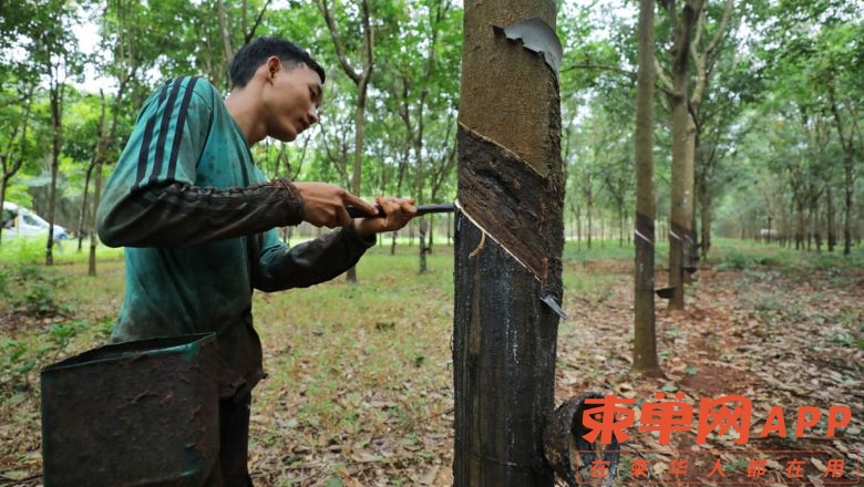 topic-6-workers-collecting-sap-from-rubber-trees-at-chamkar-leu-district-in-kamp.jpg