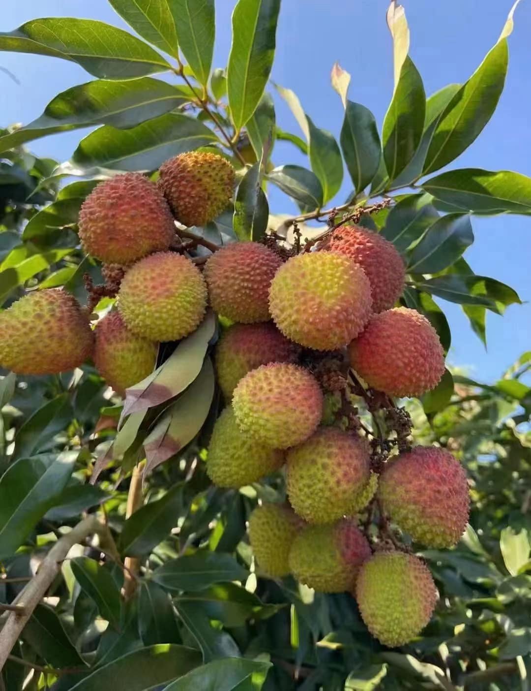 荔枝1.jpg