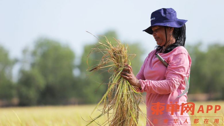 cambodia-and-australia-launch-a-new-fragrant-rice-variety-champei-sar-70-at-dard.jpg