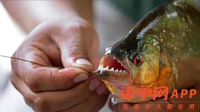 ត្រីពីរ៉ាន់ញ៉ា២.jpg