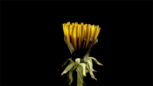 640.gif