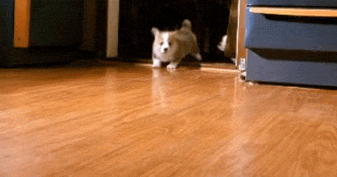 37.gif