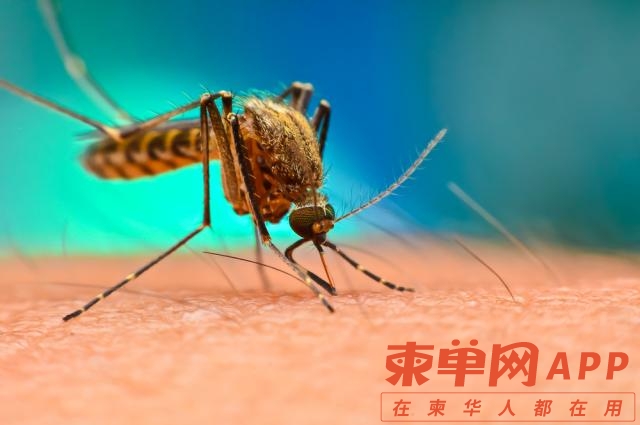 S-គ្រុនឈាម.jpg