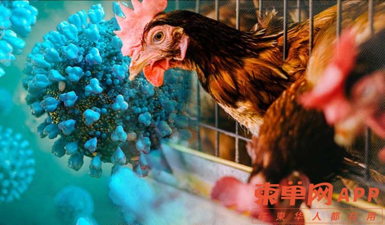 bird-flu28087.jpg
