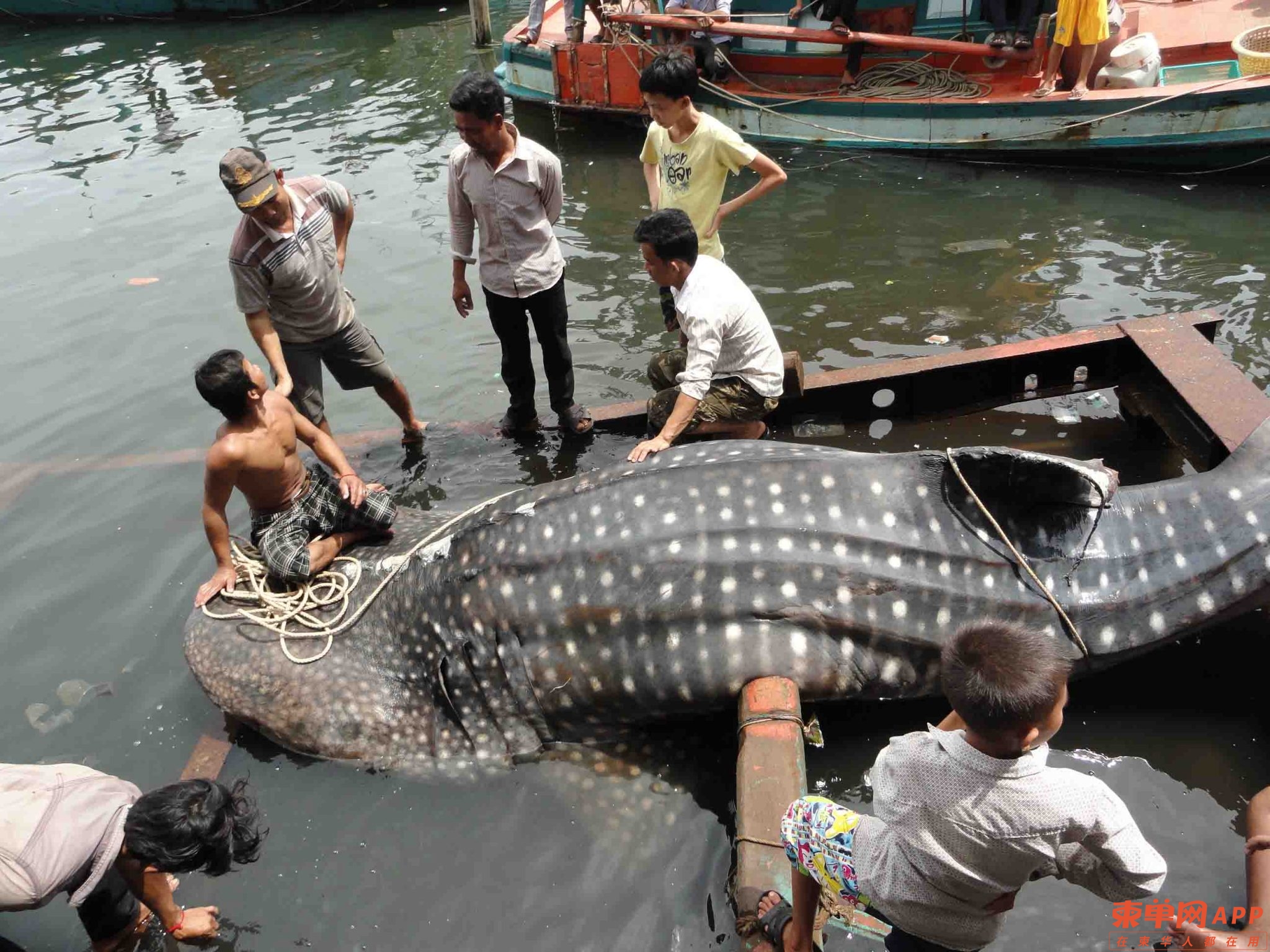 rhincodon-typus22-2048x1536.jpeg