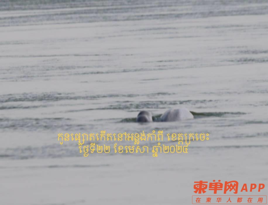 柬埔寨再发现一只新生江豚