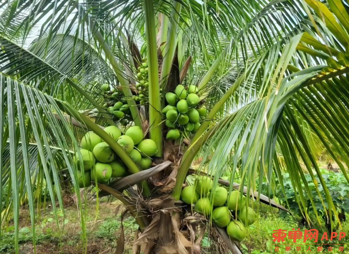 柬埔寨对华出口椰子，可实现“双赢”梦想