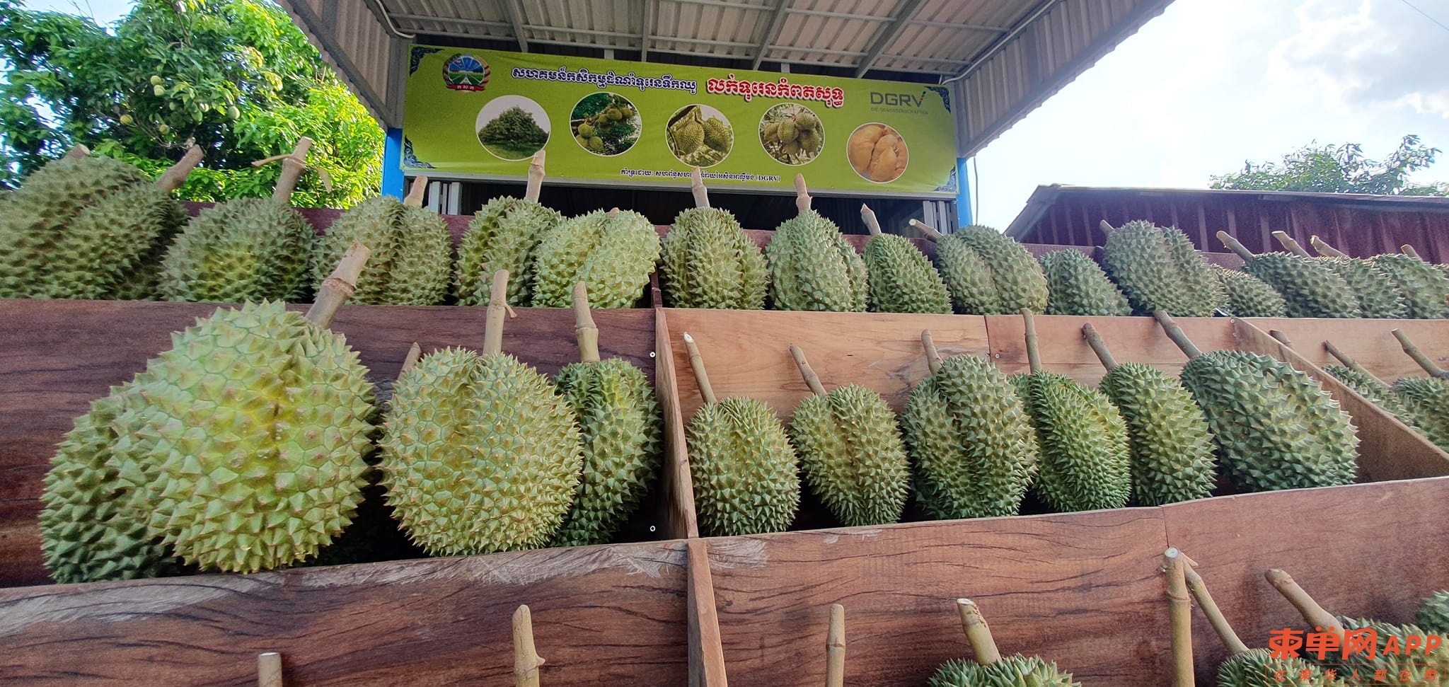 柬埔寨榴莲产量下跌，多数从邻国进口