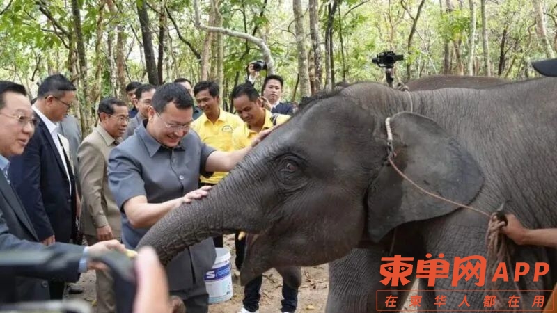 老挝主席向西哈莫尼国王赠送两头大象