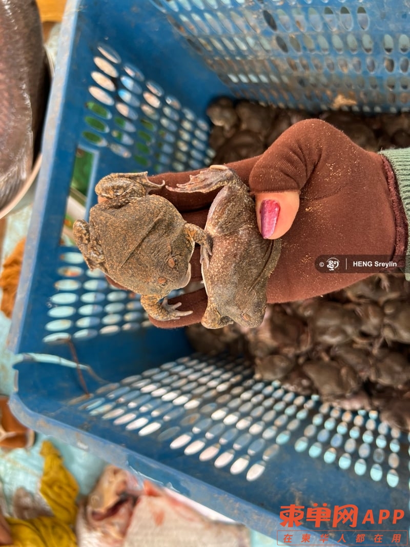 每公斤5美元，柬埔寨牛蛙迎繁殖季节