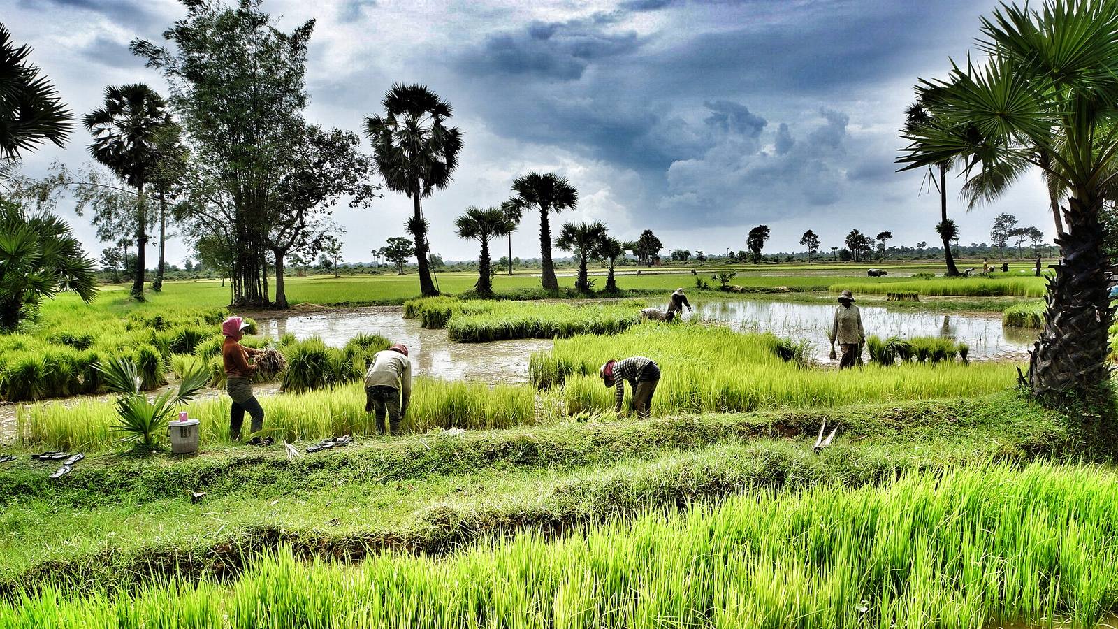 paddy-field.jpeg