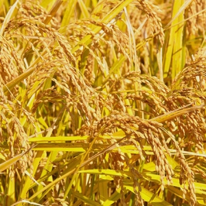 稻谷产量今年预料增长逾一成
