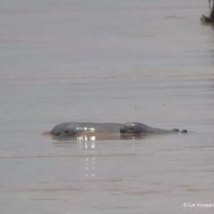 上丁省发现两只新生湄公河江豚