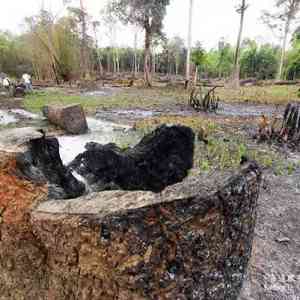 柬埔寨的森林乱砍乱伐将不复存在？