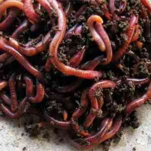 小小蚯蚓，用处大！红蚯蚓成柬埔寨的“香馍馍”！