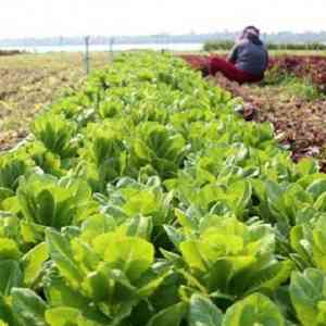 世界银行驻柬​​​将援助实现农作物种植多元化